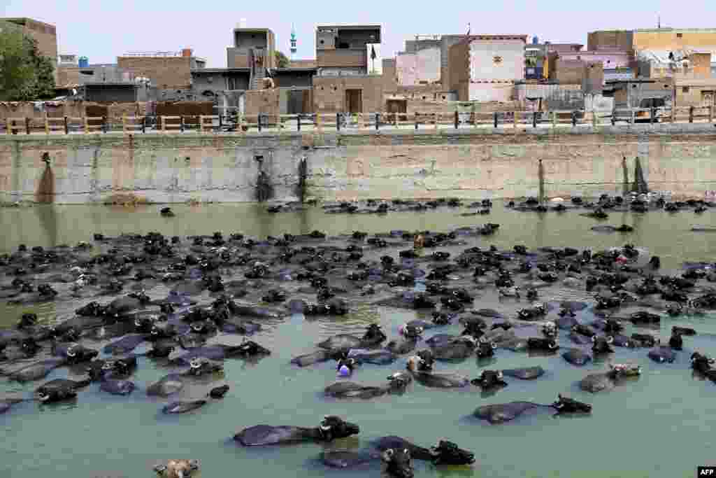 Ысыкта каналдагы сууга чөмүлгөн буйволдор. Ларкан, Пакистан.