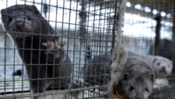 Норка на данській норковій фермі, 2012 рік