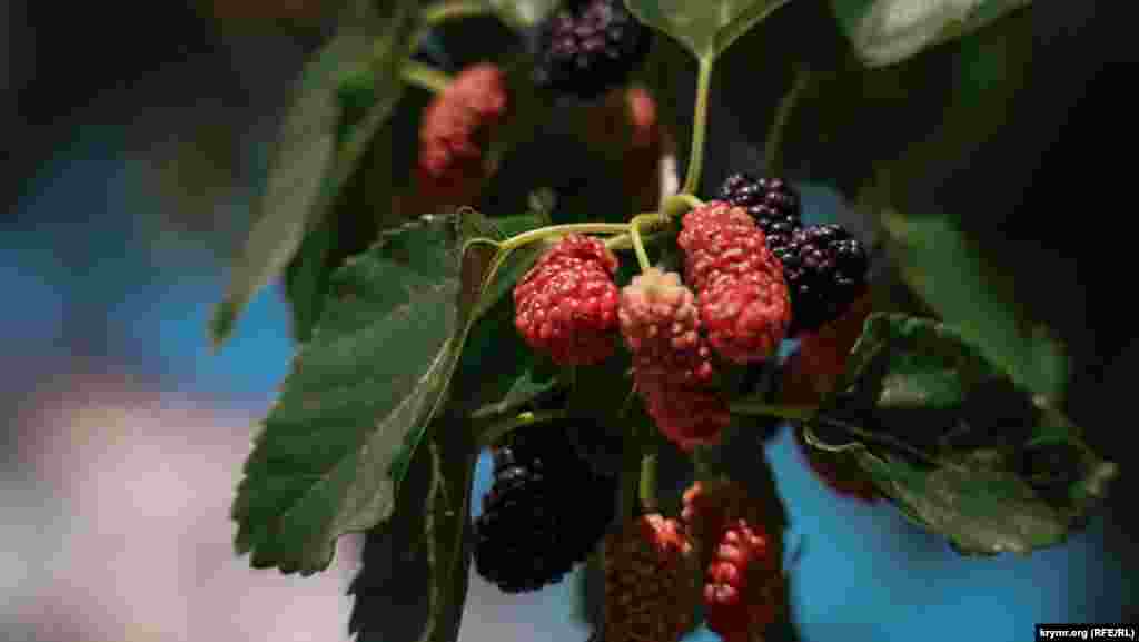 Tışarıda ösken dutnı tek gögercinler aşay