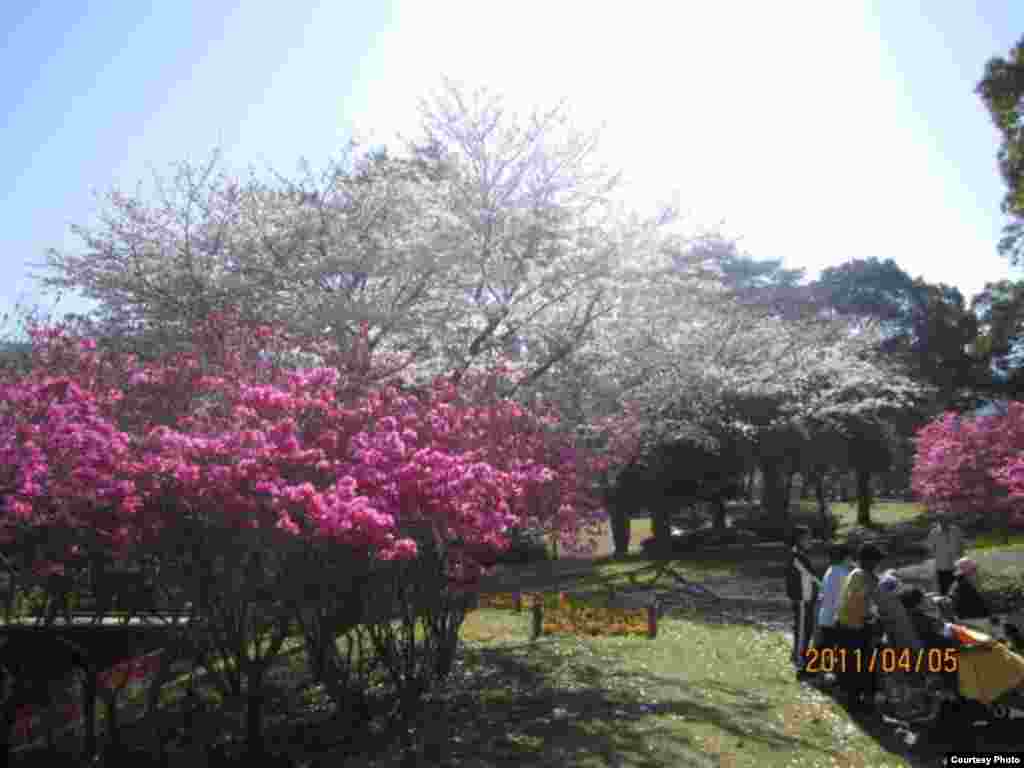 Сакура гүлдөгөндө. 3-сүрөт.  Нурдануу. - Күн Чыгышта окуп жаткан кыргыз студенти Алмагүл айымдын сүрөттөрүнөн. Жапония. “Азаттык” үналгысы. 2011-жылдын апрели. (Окурмандын кат куржуну).  3-сүрөт.