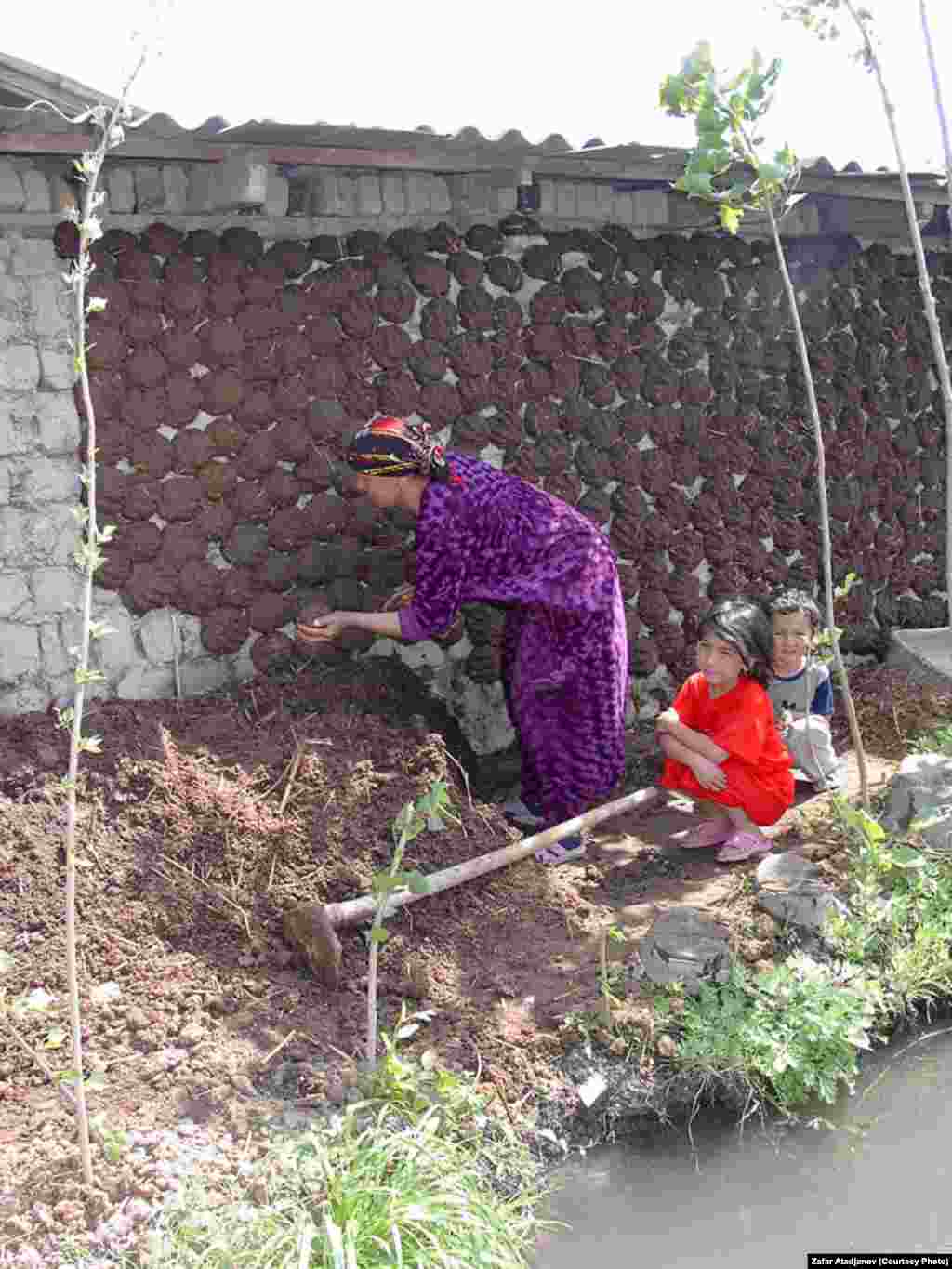 &nbsp;"Коровьи лепешки" активно используются местными жителями в качестве топлива зимой и летом