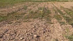  Yssy howa gowaçalara zarba urýar, suwsuz daýhan hojalyklar resmileriň 'göwnüni tapmaga' çalyşýar