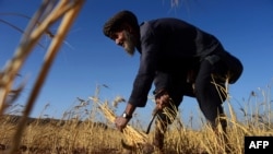 آرشیف - یک دهقان در ولایت هرات