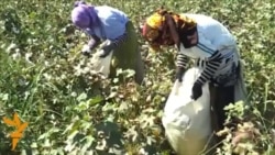 Turkmen Cotton Picking In Lebap Province
