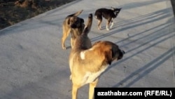 Многие собаки оказываются на улице случайно и их разыскивают хозяева. Ашхабад. (фото из архива)   