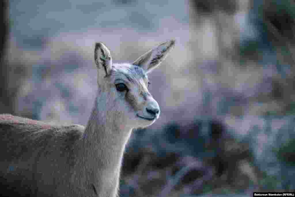 Специалисты надеются на быструю акклиматизацию животных.