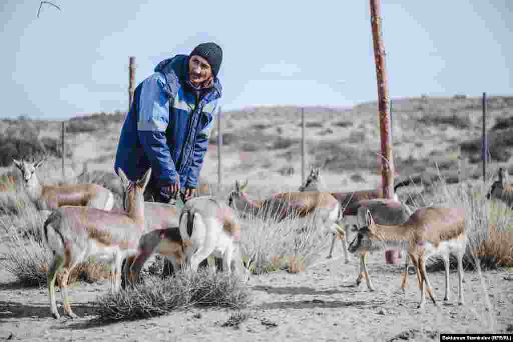 Когда численность достигнет 50 особей, джейранов выпустят в дикую природу.