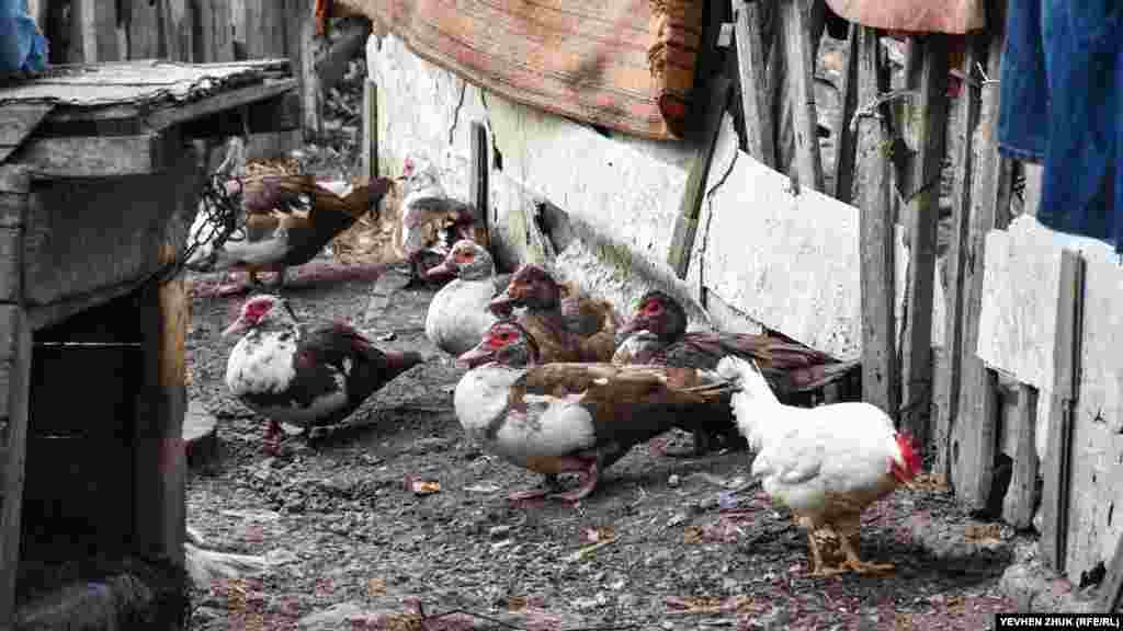 Кури і качки на сільському подвір'ї