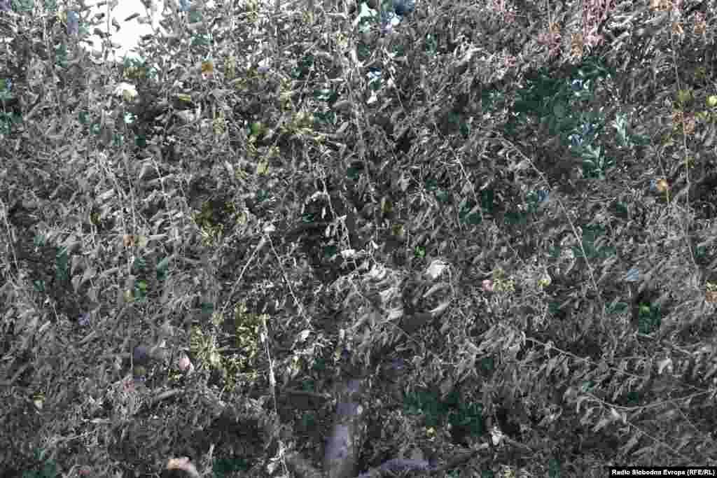  Огнот пеплоса и голем број овоштарници во овој дел од Преспа.