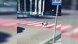 Четвероногий дорожный «патруль»