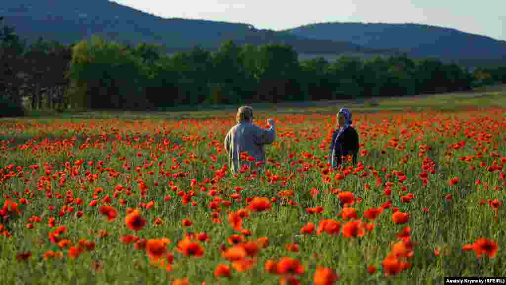 Bağçasaray rayonında Büyük Süyren (Tankovoye) köyü yanında güllengen haşhaş tarlaları