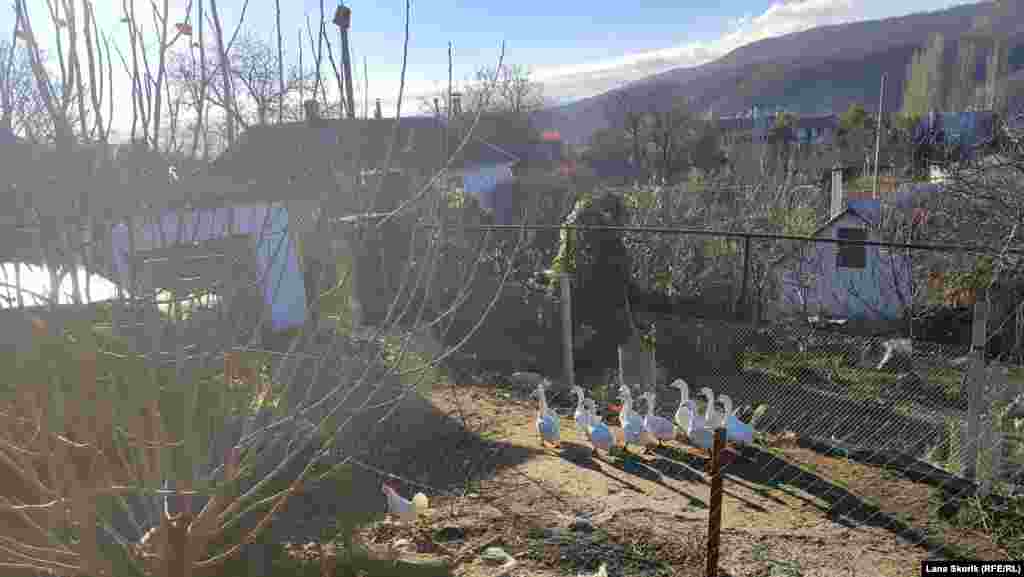 Домашня птиця на подвір'ї