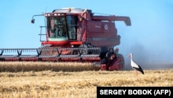 Një fermer korr një fushë elbi në Ukrainë.