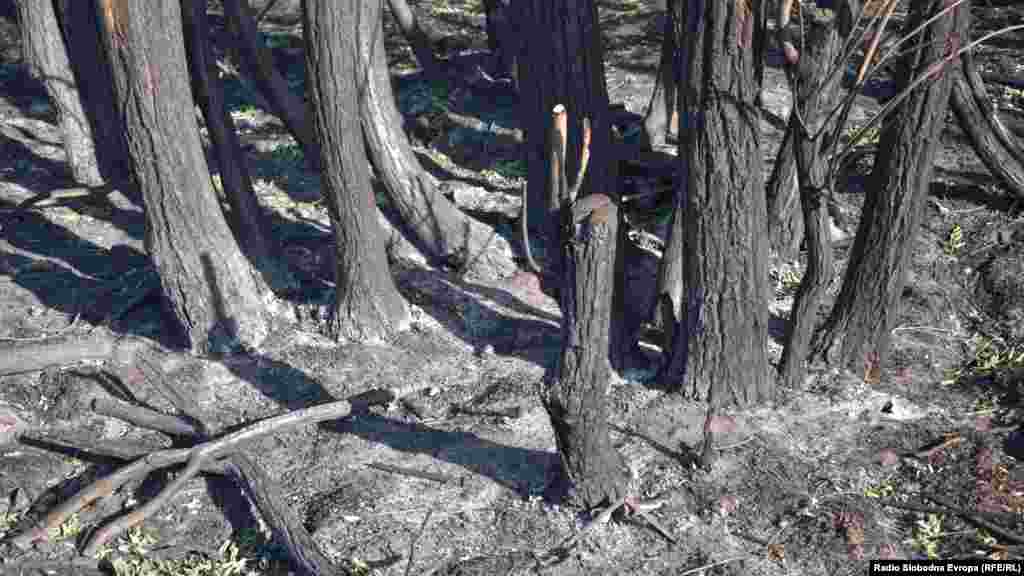 Последиците од пожарот на преспанското крајбрежје во Долно Перово и Езерани