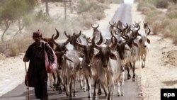 په سیند کې یو کس له خپلو څارویو سره روان دی - پخوانی انځور.