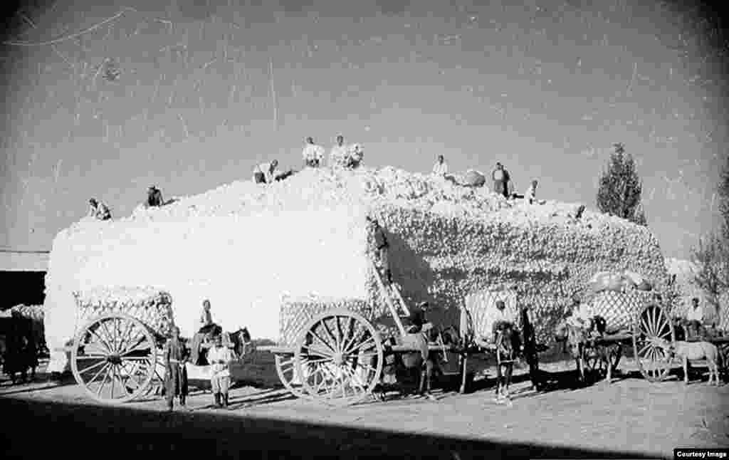 برداشت پنبه در دههٔ ۱۹۳۰.در عکس‌های پنسون، تصویری از سرکوب مخالفانِ تغییر شکل آسیای مرکزی توسط کرملین دیده نمی‌شود. صدها نفر از مخالفان ازبک در دوران حکومت شوروی اعدام یا در زندان جان باختند.