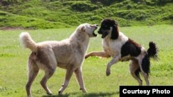 Пастушьи породы собак в Таджикистане