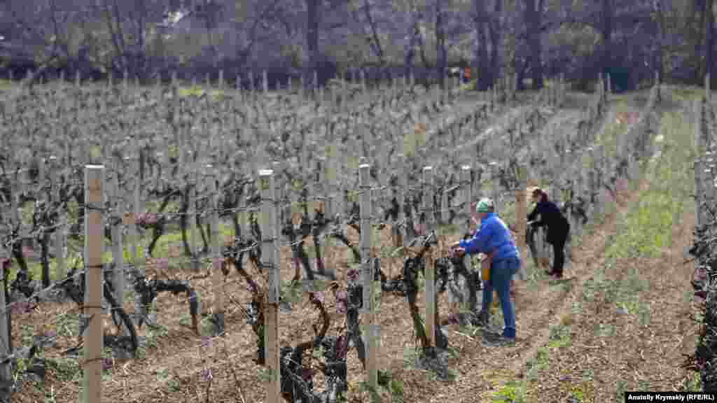 На широкому лівому березі річки розкинулися виноградники місцевого виноробного підприємства &laquo;Алушта&raquo;, що входить в об'єднання &laquo;Масандра&raquo;. Підв'язку лози технічного сорту &laquo;Сапераві&raquo; проводять працівниці &laquo;Алушти&raquo;: Світлана (ближче) та її дочка Діана