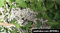 Illýustrasiýa suraty