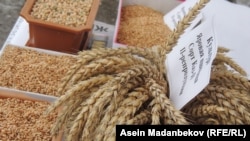 Буудай. (Иллюстрациялык сүрөт)