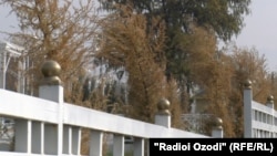 В новом сквере Куляба засохли вечнозеленые деревья 