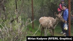 Иллюстрация сүрөт. Нарындагы "Бугу-марал" жаратылыш коругу.