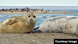 Каспийские тюлени