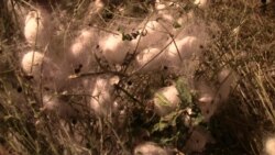 Lebap ýüpek gurçuklaryny zor bilen ýetişdirmek möwsümine girişýär