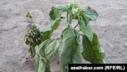 Illýustrasiýa suraty. Türkmenistanda ösdürilen temmäki ösümligi