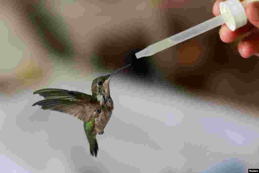 Сесилия Антонио кормит колибри в квартире, где Катия держит импровизированную клинику по уходу за колибри в Мехико, Мексика 20 мая 2025 года. REUTERS/Raquel Cunha