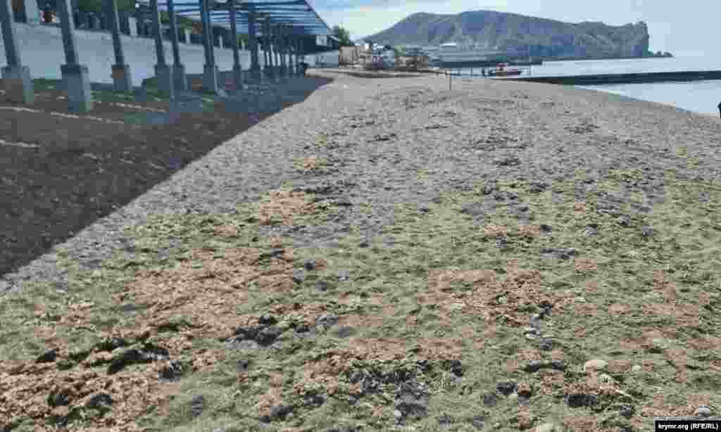 Про необходимость убирать водоросли с пляжа местные власти в Судаке очевидно не слышали