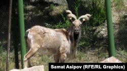 Каракол зоопаркындагы аркар