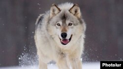 Архивное фото