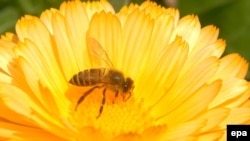 АКШда аарыларды коргоочу улуттук программа иштейт