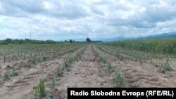 Архивска фотографија - Нива во Пелагонија. 