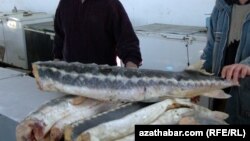 Незаконная продажа каспийской осетрины, Туркменистан, август 2018.  
