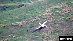 „კამიკაძე დრონი“