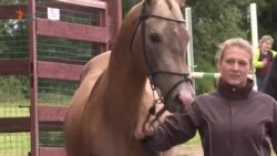 Türkmen atlarynyň sergisinde sorag islenilmedi