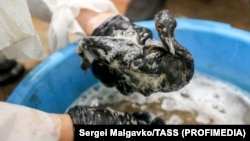 Un voluntar spală păcura de pe o pasăre afectată de scurgerea de petrol, decembrie 2024.