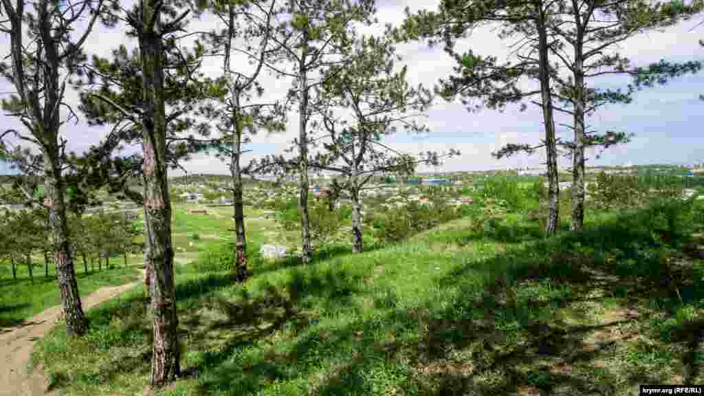 На Горке преобладает сосна