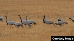 Журавли красавки Красный Чикой