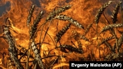 A wheat field burns after Russian shelling a few kilometers from the Russian border in Ukraine's Kharkiv region in July.