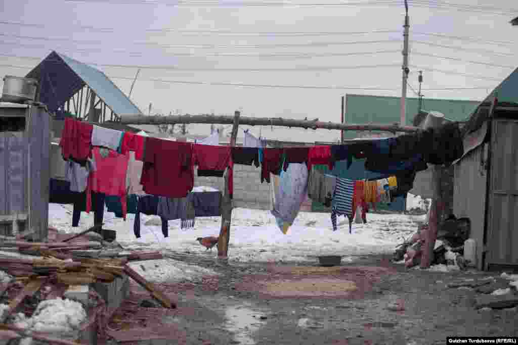 Iаьнан хенахь кIирнах цкъа юьтту кхузахь бедарш. &nbsp;