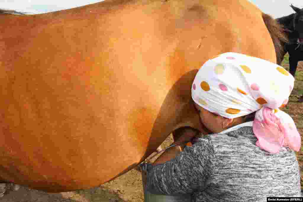 Дойка кобыл. В последнее время среди туристов очень популярно парное кобылье молоко "саамал" вместо кумыса
