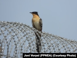 Zog i zonës së mbrojtur mbi telat rrethues të Aeroportit të Vlorës.