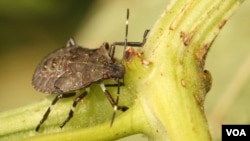 ფაროსანა ჯერ კიდევ პრობლემაა თურქეთისთვის და საქართველოსთვის