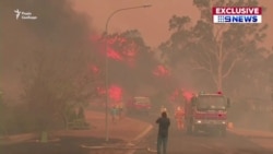 П'ять мільйонів гектарів згорілих лісів, 500 мільйонів загиблих тварин – в Австралії не вщухають лісові пожежі (відео)