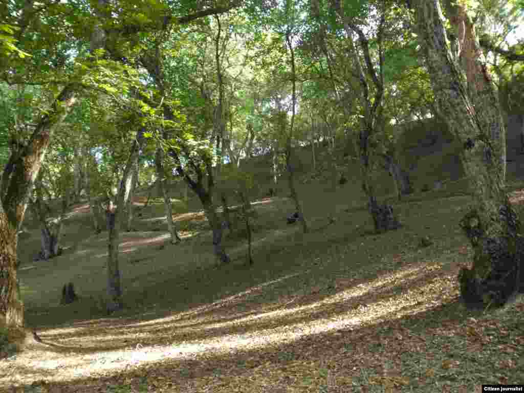 Суюлуп бараткан жаңгак токою.