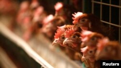 Иллюстративное фото