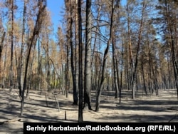 Ліс «Святі гори» після пожежі, спричиненої обстрілами, у 2024 році